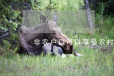  非农户口可以享受农村土地征收分配权吗？